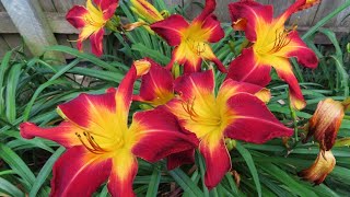 Daylilies in Motion