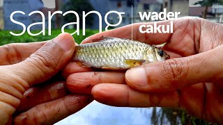 Mancing Wader Cakul Dibelakang Rumah Kehujanan tapi Hasilnya Memuaskan | Micro Fishing - Tanago