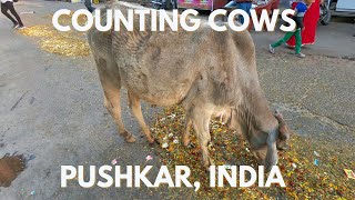 Counting Cows in Pushkar, India | Holy Cows Everywhere | Walking Tour