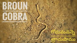 SNAKE MOVEMENT || KOBRA|| KOBRA MOVEMENT|| NAGU PAMU|| TRACHU PAMU|| GODHUMA TRACHU PAMU||