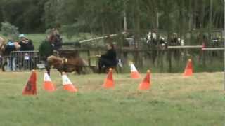 Concours d'Attelage à Godewaersvelde - le 12 Juin 2012