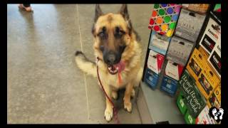 4 yr old German Shepherd Remi working off leash and in stores | Houston dog training