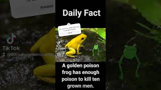 Golden Poison Frog #frog #animals #facts