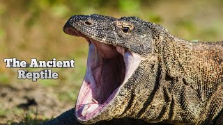 Komodo Dragon: Unbelievable Facts You Must Know!