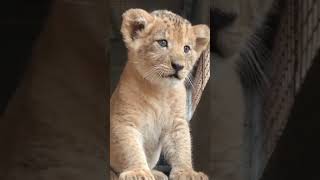 Cutest lion cub roar 🦁