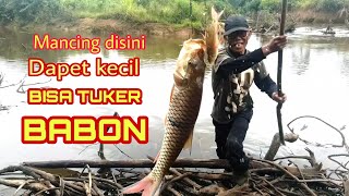 MANCING DI SINI DAPET KECIL BISA DITUKER BABON