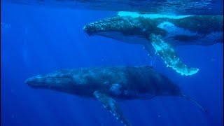 Incredible Closeup Of Humpback - See His Eye At 30 Seconds