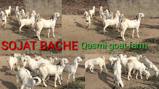 Sojat goats. Goats farm.sojat ke bakre