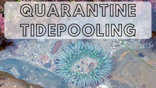 TOURIST SIGHTS: Tidepooling Before We Got Put Under Mandatory Quarantine | TIDEPOOLING IN SAN DIEGO!