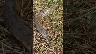 Eel fish 😳| eel fish catching with triple hook | बाम मछली शिकार तिग्गी से | #shorts #fishing #eel