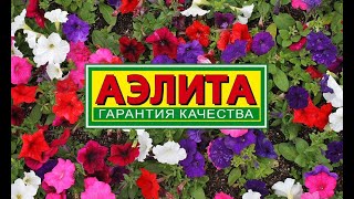 Большой выбор семян фирмы "Аэлита"