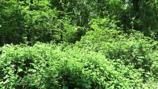 Nightingale singing in Abbot's Wood near Hailsham, East Sussex