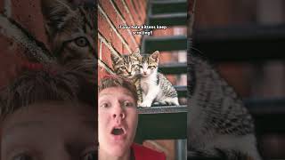 #cute #kitten #fyp #funny #shorts #shortvideo