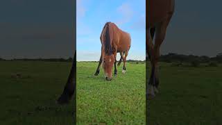 Beautiful Horse Having Lunch in the New Forest - Relaxing Nature Sounds