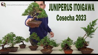 JUNIPERUS ITOIGAWA COSECHA 2023