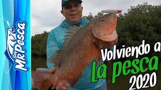 Pesca de BUENOS PARGOS en MANGLARES // VOLVIENDO A LA PESCA 2020 // SOYMRPESCA