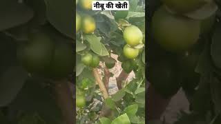 Lemon farming #नीबू की खेती #shorts #shortsviral #shortstrending #shortsvideo