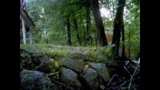 Bear walking in yard 9-25-2014