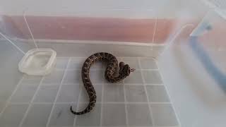 Juvenile Puff Adder eating