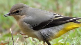 Ballerina gialla, primi piani - Grey Wagtail, close up (Motacilla cinerea)