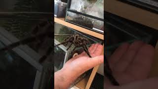 Tarantula escape.. !!