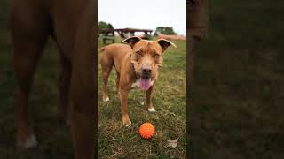 Dog Sports Photography (Sony a7C2 Tamron 28-200mm) #sportsphotography #animalphotography #sonya7cii