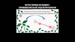 Экстракт Воронца кистевидного - противовоспалительное средство при невралгии #воронец #невралгия