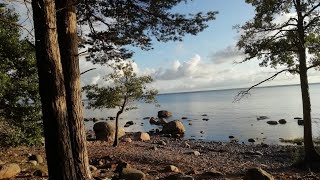 Estonian wild nature/Suurpea province/эстонская провинция/дикая природа🚶‍♀️🇪🇪