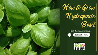 How to grow Hydroponic Basil