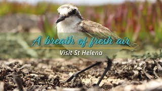 Visit St Helena