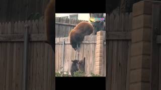 these Cubs Proving to be nuisance for their mum #youtubeshorts #shorts #facts @Worldfacts706