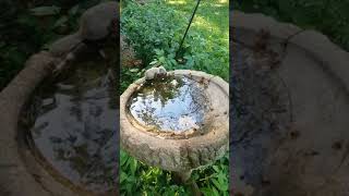 20180608 Bees at the birdbath.