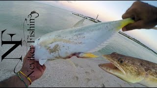 Jurel Modido por iguano? // pesca de orilla Yucatan // jurel