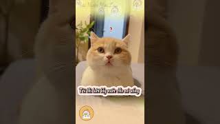 Dạy mèo cách vái lạy để lấy nước | hài hước mọi lúc #funny #shorts