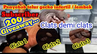 PENYEBAB TELUR GECKO INFERTIL / LEMBEK DI CLAST DEMI CLATS..