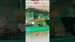 اول إنتاج 2022 للكناري