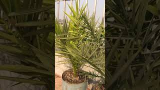 GROWING DATE PALM FROM SEEDS | ROOFTOP GARDEN IN DHAKA🌴 #short #bangladesh #asmr #rooftopgarden