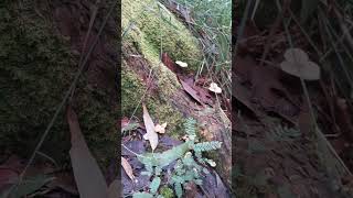 Cross Country Hike 08 Forest, VIC Australia #shorts #nature #forest #listen #cross-country