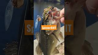 Big Fall BASS After Cold Front! Bank Fishing Ponds