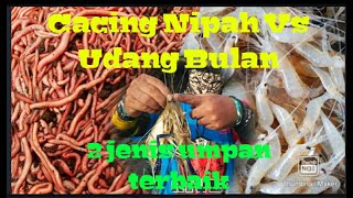 Cacing Nipah Vs Udang Bulan‼️ 2 jenis umpan terbaik utk mancing Udang Galah.