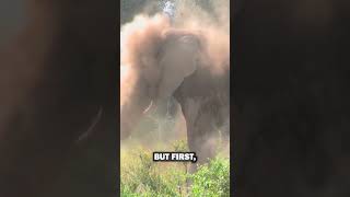 Pour Dust on This Elephant! 🐘😱