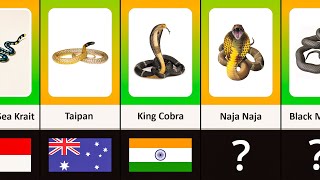 Most Venom Snakes From Different Countries