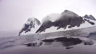 Minke Whale Feeding