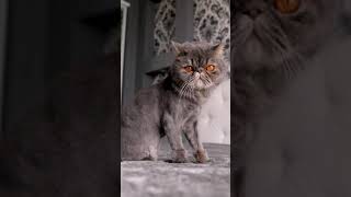 Cats and Kittens Meowing Compilation. #short