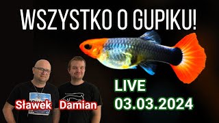 Wszystko o Gupikach / Odpowiadamy na Wasze pytania / 26.02.24 /  #aquascapingtv