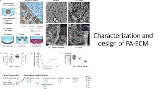 Characterization & design of PA-ECM: 3D invitro model to replicate in vivo PDAC behaviour #Code: 678