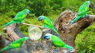 Build Unique Quick Parrot Trap Using Plastic Bottles / How To Build Parrot Trap Work Using Bottles