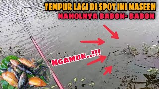 TEMPUR LAGI DI SPOT NAHOL BABON || MANCING IKAN REDDEVIL