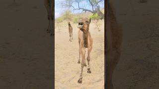 Camel Baby confused in Jungle 😱#viral #foryou #animals #viralvideos