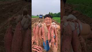 Red skin potatoes harvest from farmer #fresh #harvest #potato #agriculture